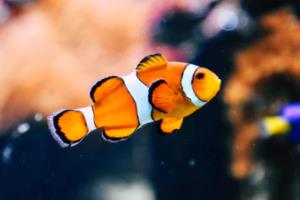 激情世界杯，全球狂欢—2022年卡塔尔世界杯侧记迎世界杯